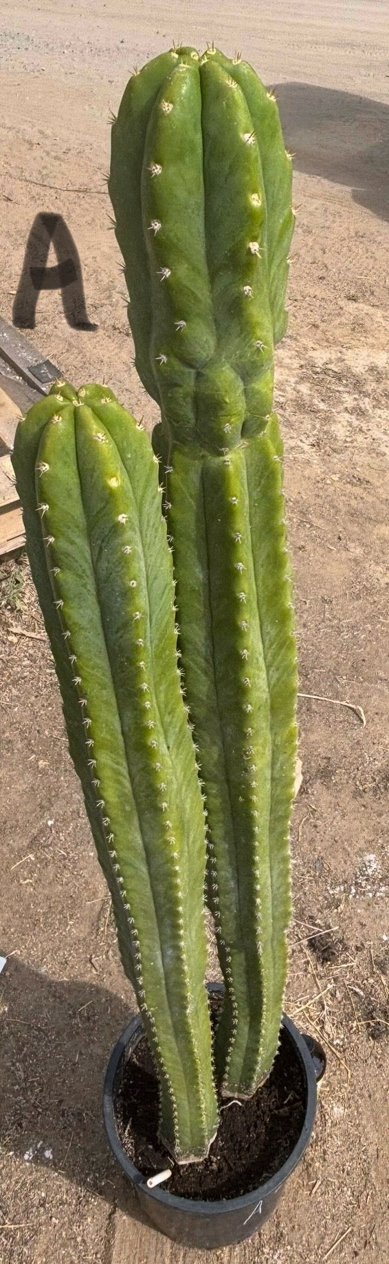 #EC125 EXACT GIANT Trichocereus Pachanoi PC Cactus Potted Specimens