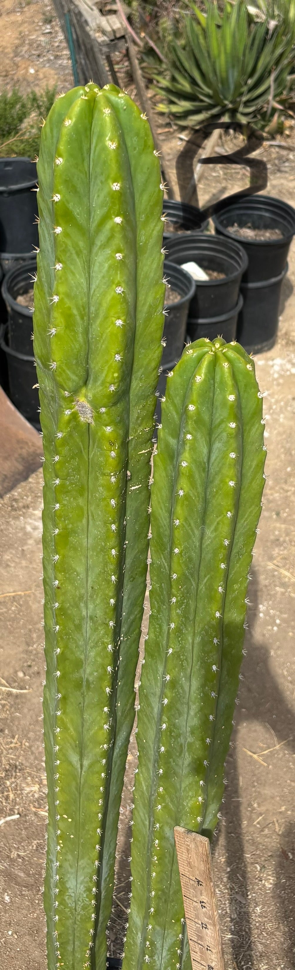 #EC125 EXACT GIANT Trichocereus Pachanoi PC Cactus Potted Specimens