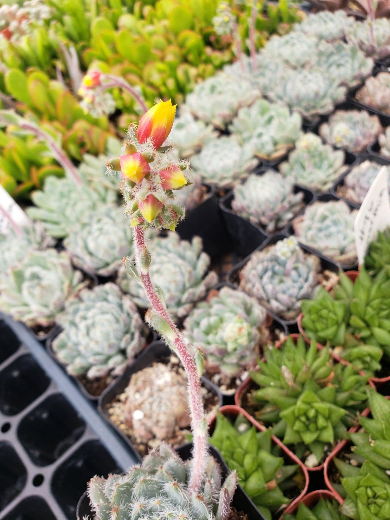 95 Echeveria Setosa 