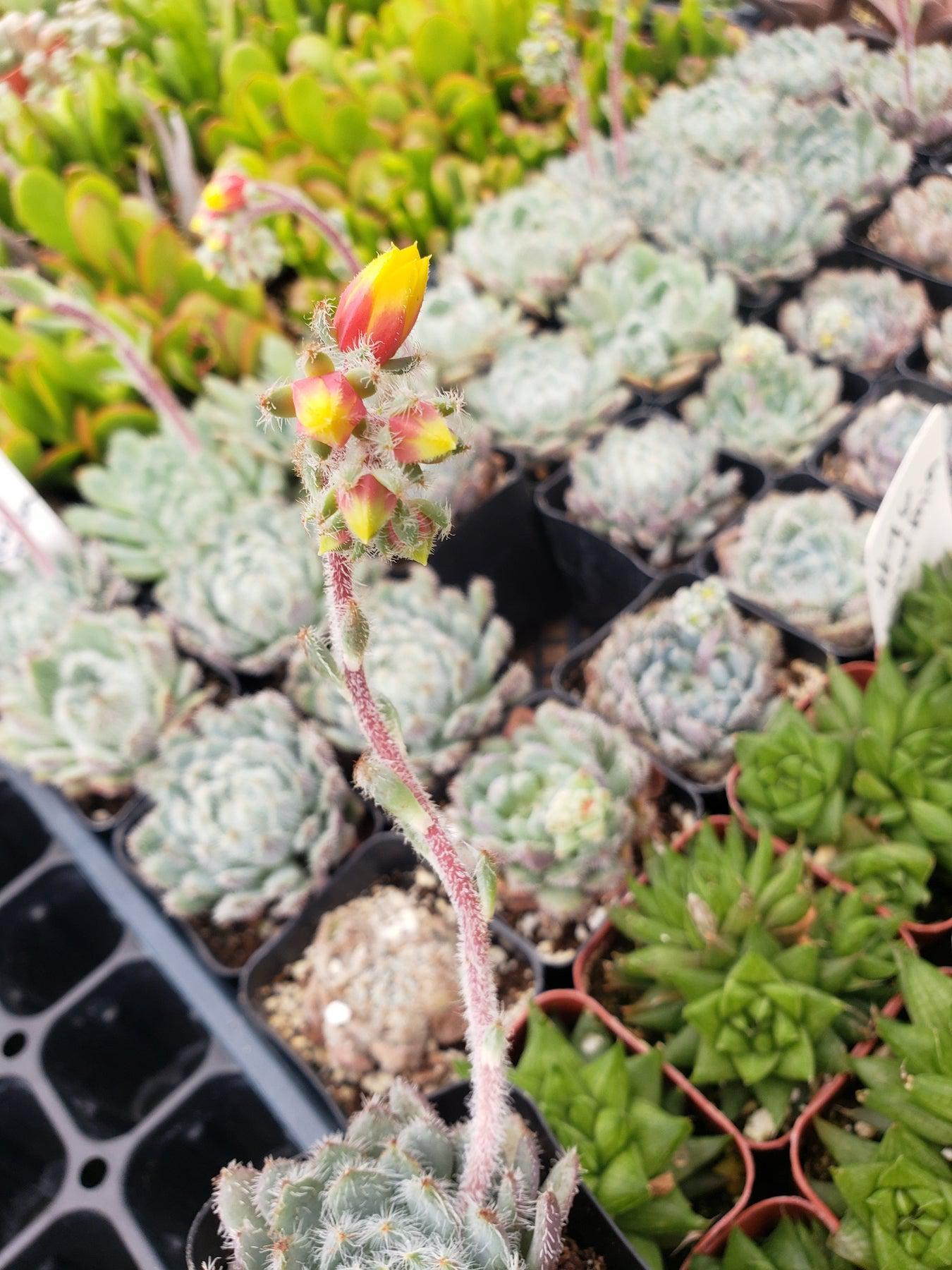 #95 Echeveria Setosa "Mexican Firecracker-Succulent - Small - Exact 2in Type-The Succulent Source