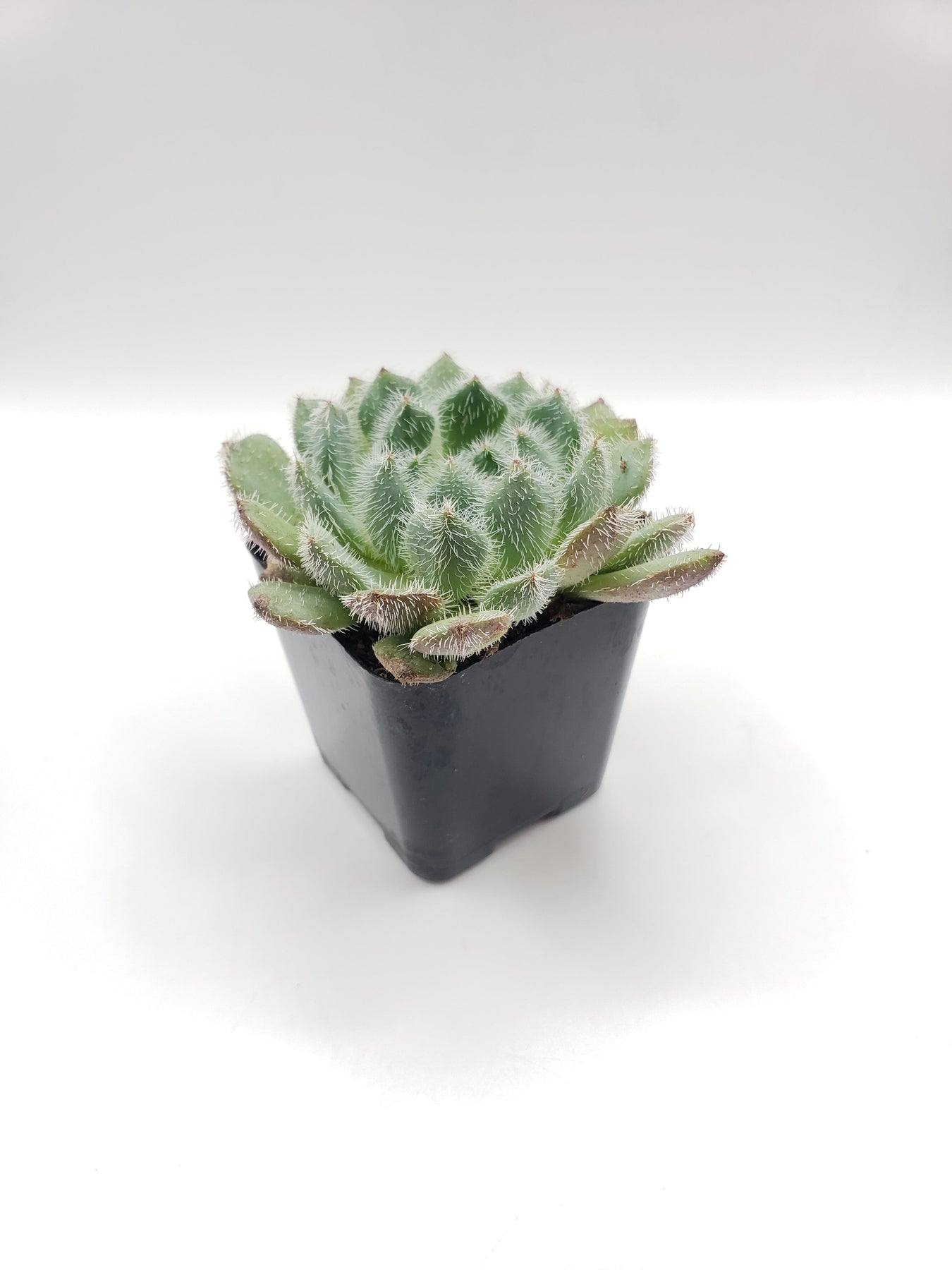 #95 Echeveria Setosa "Mexican Firecracker-Succulent - Small - Exact 2in Type-The Succulent Source