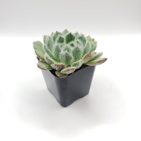 contemporary pots for indoor plants Contempo Relief Ceramic Planters main image 0