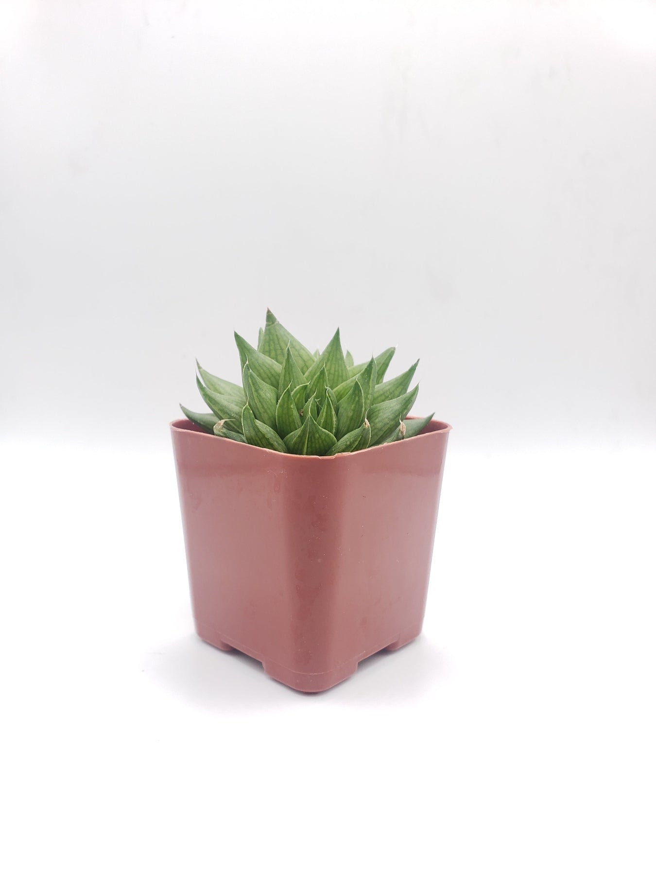 #96 Haworthia-Succulent - Small - Exact 2in Type-The Succulent Source