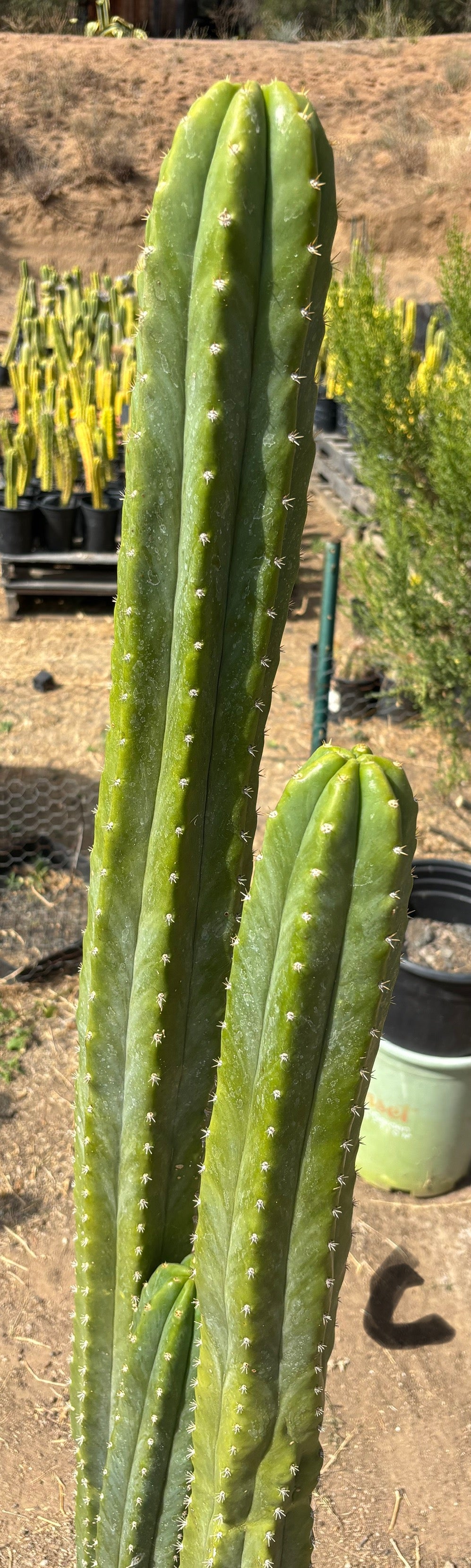 #EC125 EXACT GIANT Trichocereus Pachanoi PC Cactus Potted Specimens