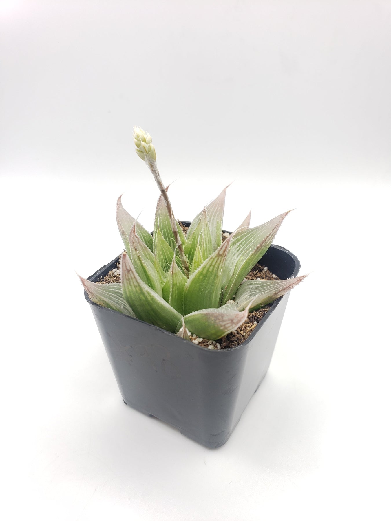 #98 Haworthia-Succulent - Small - Exact 2in Type-The Succulent Source