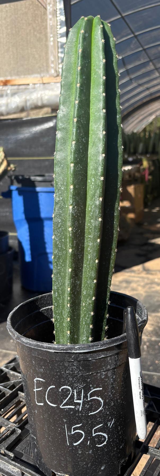 #EC245 EXACT Trichocereus Hybrid Zelly X Scop Ripple Cactus 15.5"