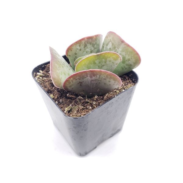 calico hearts succulents 99 Andromischus "Calico Hearts"-Succulent