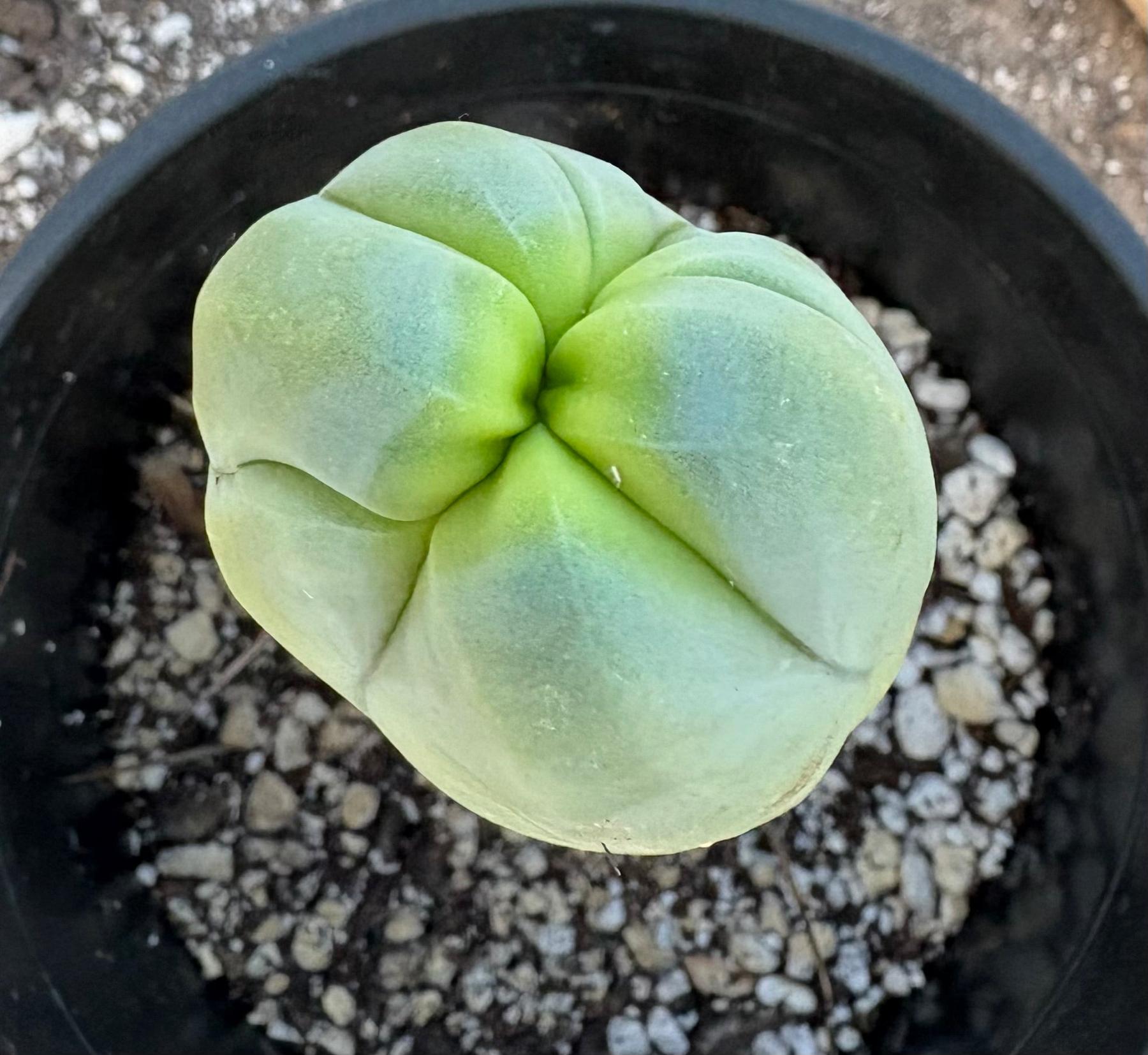 #EC21 EXACT Trichocereus Bridgesii Monstrose TBM Long Form penis Cactus 7.5”