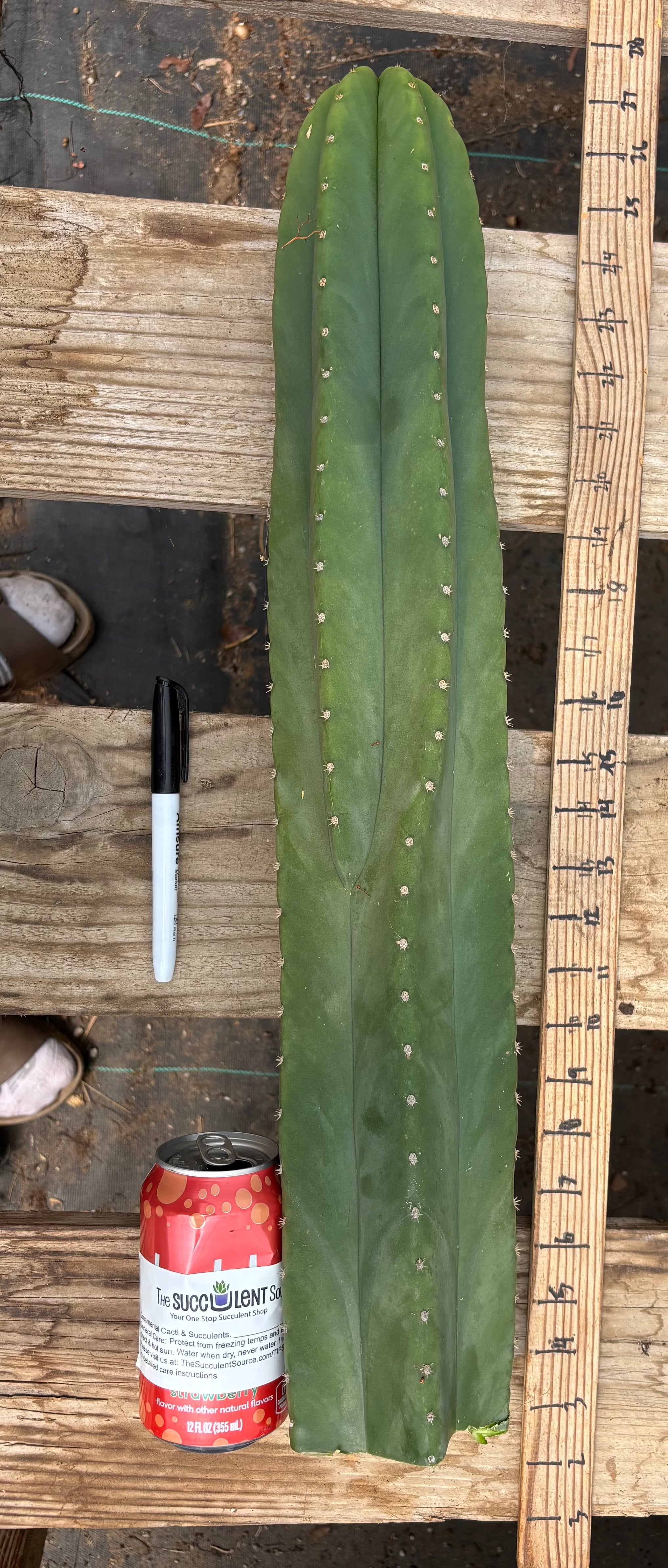 #EC241 EXACT Trichocereus Scop x HZ 23” Misplant