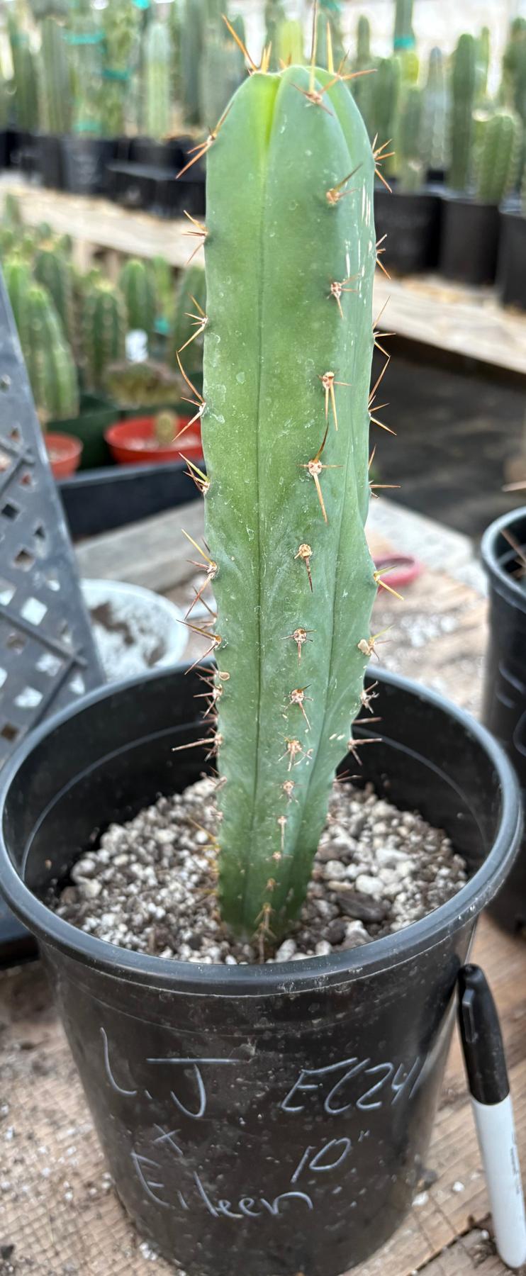 #EC241 EXACT Trichocereus Bridgesii Eileen X LumberJack 4 Rib Cactus 10”