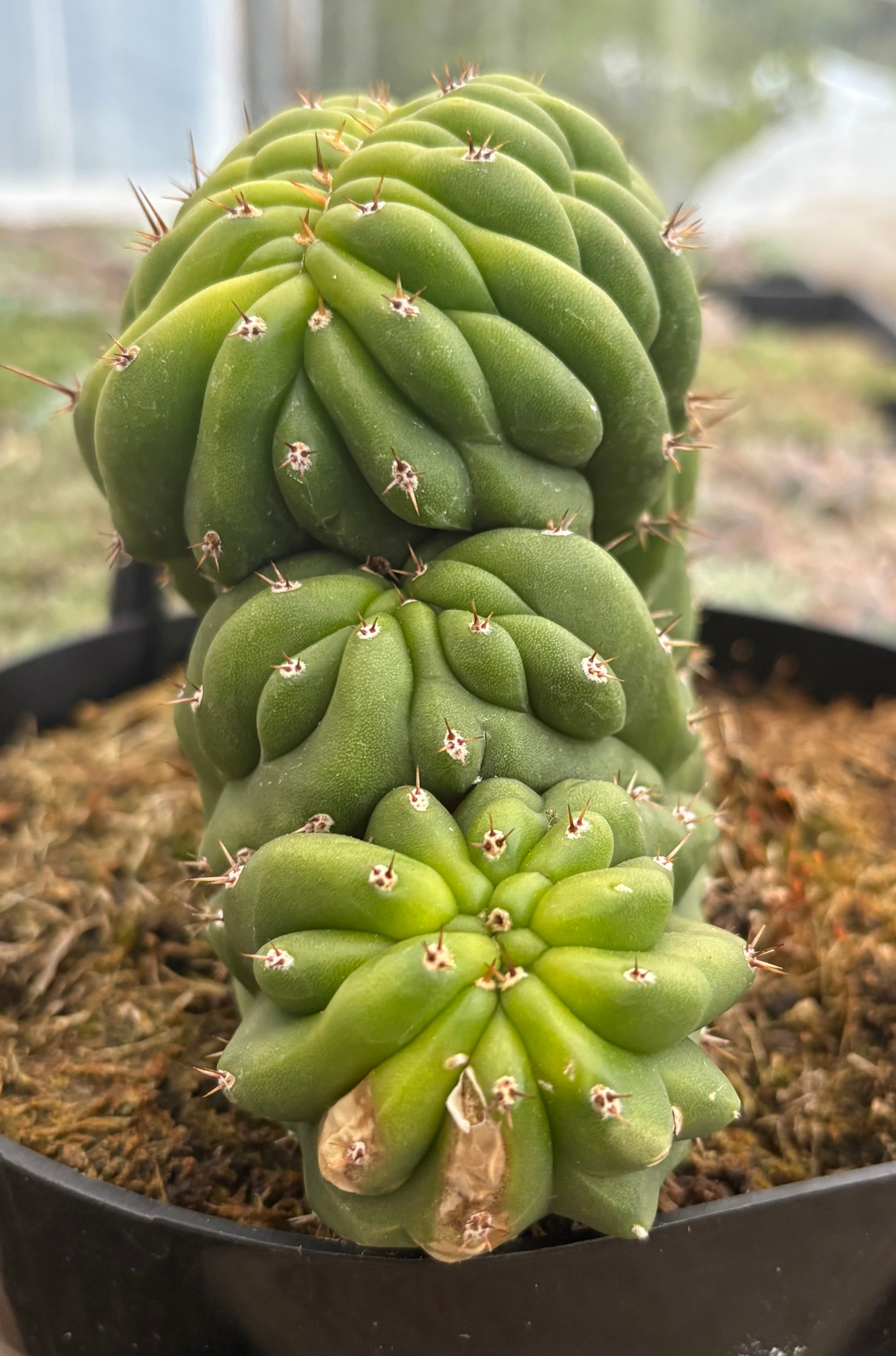#EC272 EXACT Trichocereus Pachanoi Crested Cactus