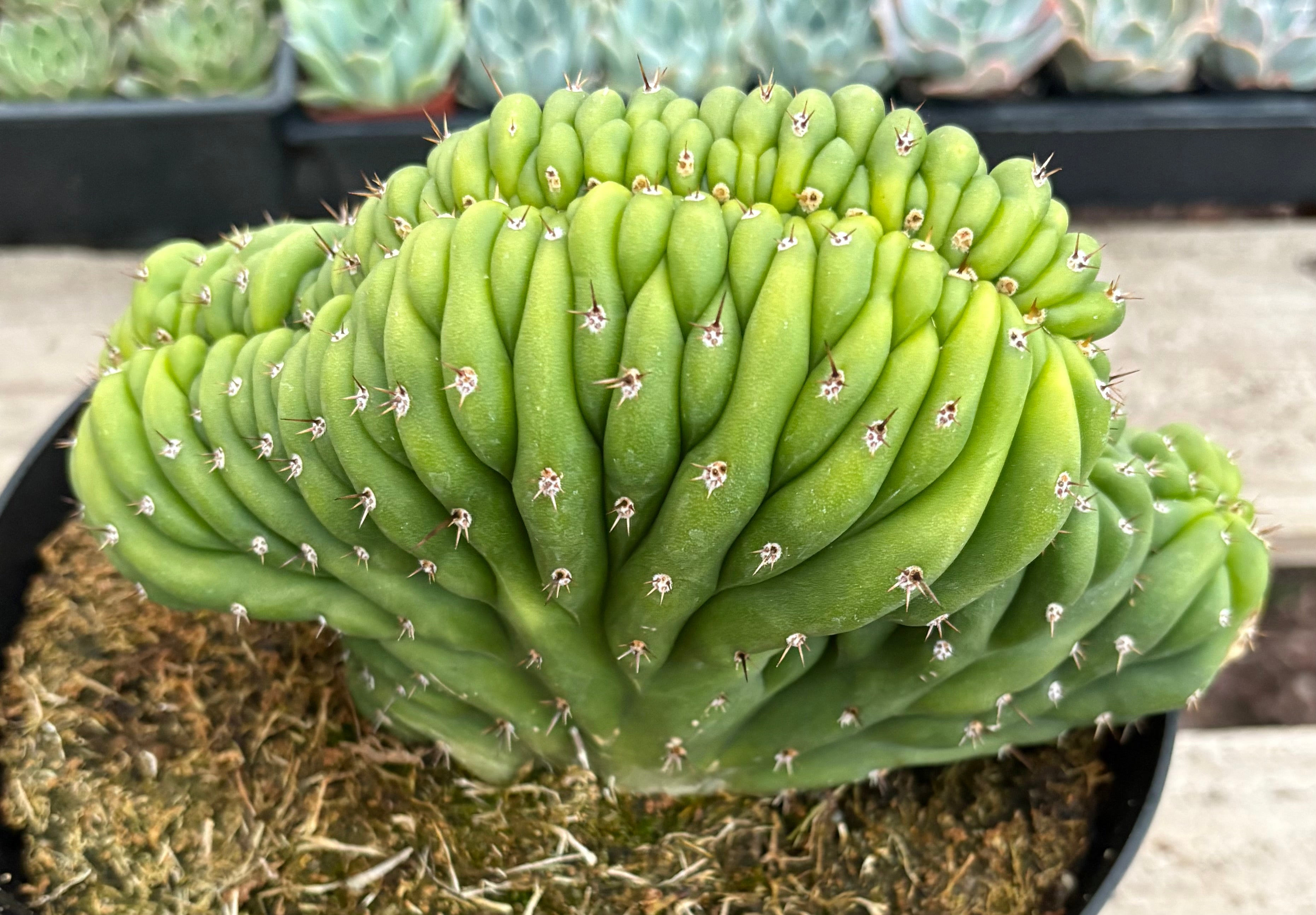 #EC272 EXACT Trichocereus Pachanoi Crested Cactus