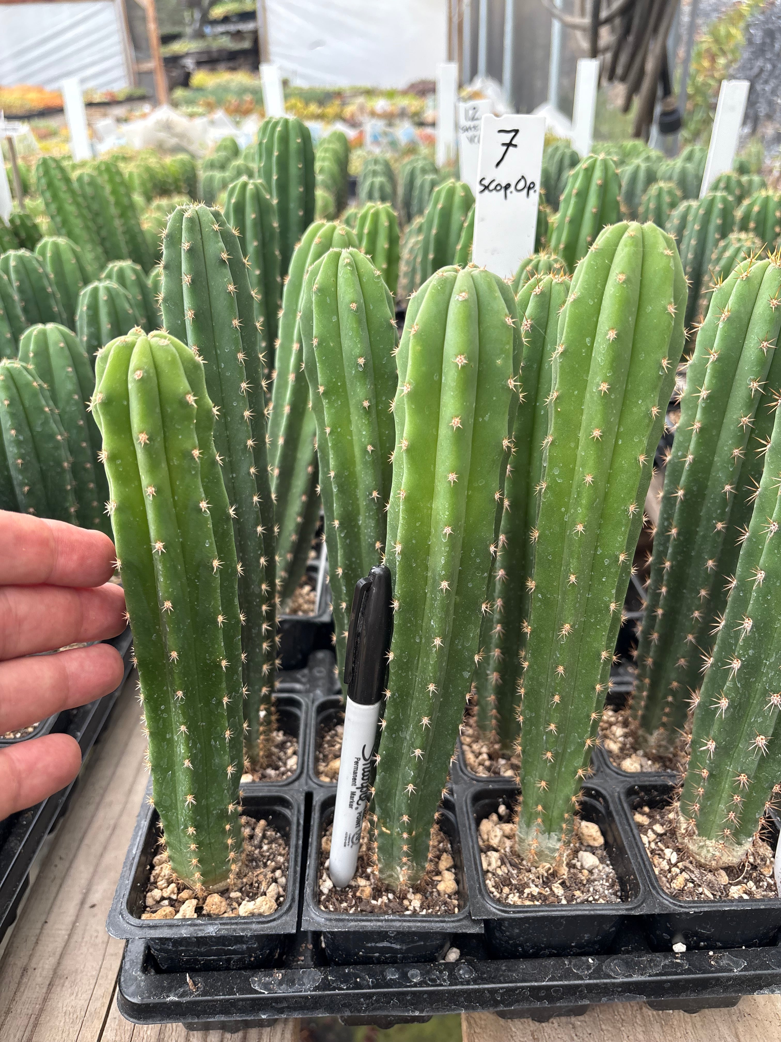 #EC225 Variety of Trichocereus Hybrid Cactus Bargain Potted Seedlings For Sale