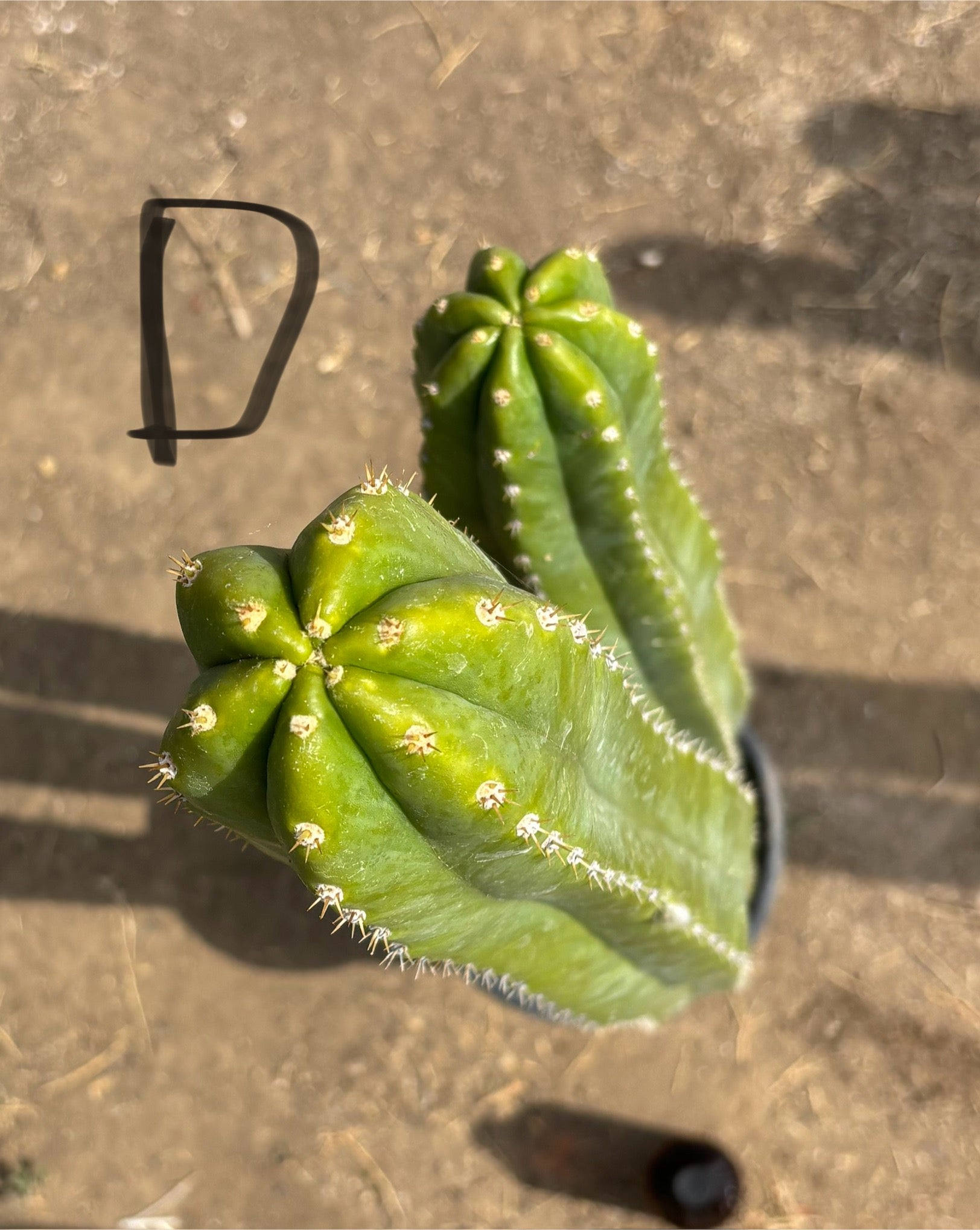 #EC125 EXACT GIANT Trichocereus Pachanoi PC Cactus Potted Specimens