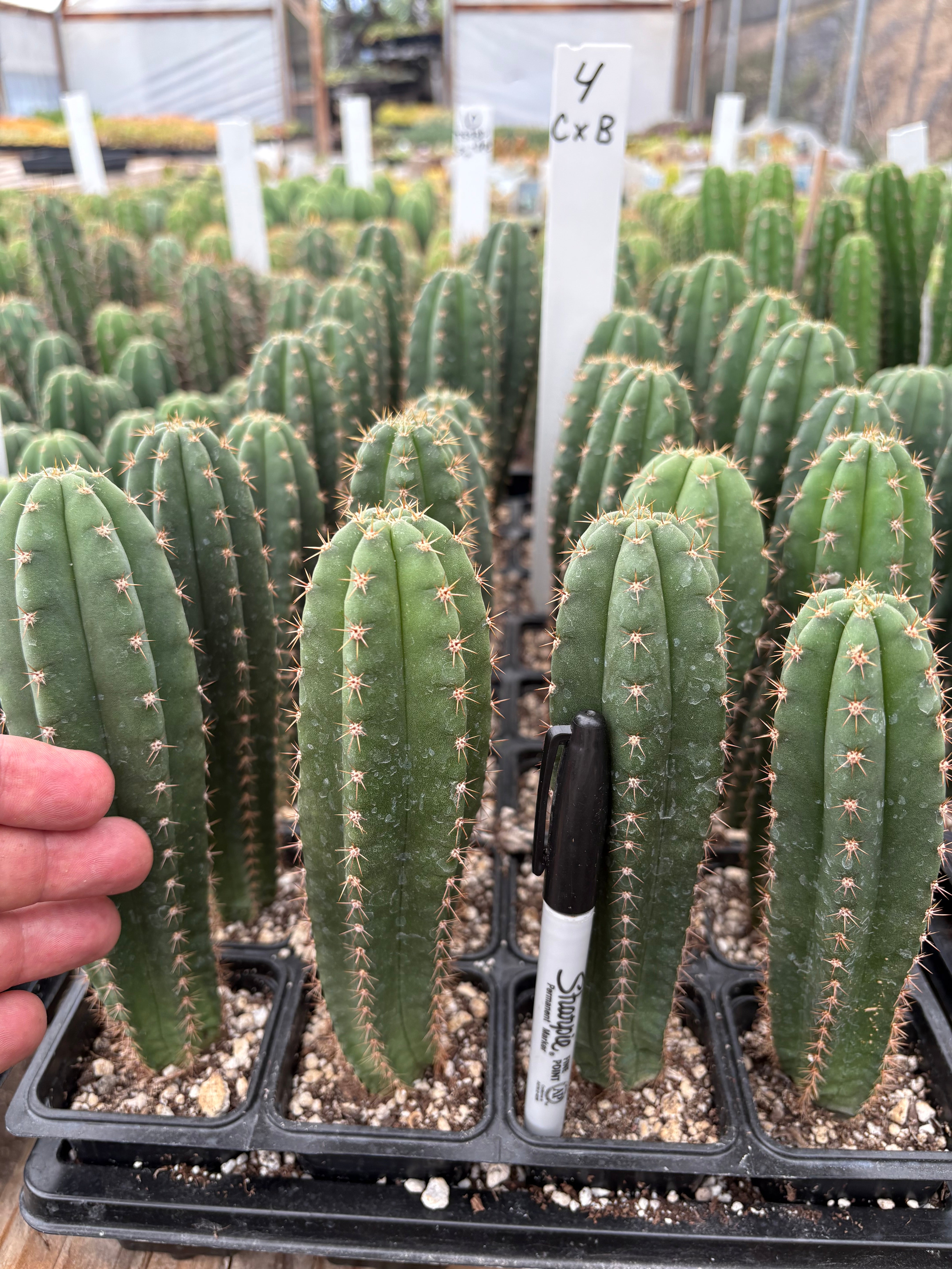 #EC225 Variety of Trichocereus Hybrid Cactus Bargain Potted Seedlings For Sale