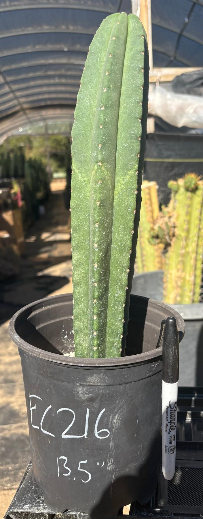 #EC216 Exact Trichocereus Hybrid Scop Ripple X Scop Kesey Cactus 13.5”