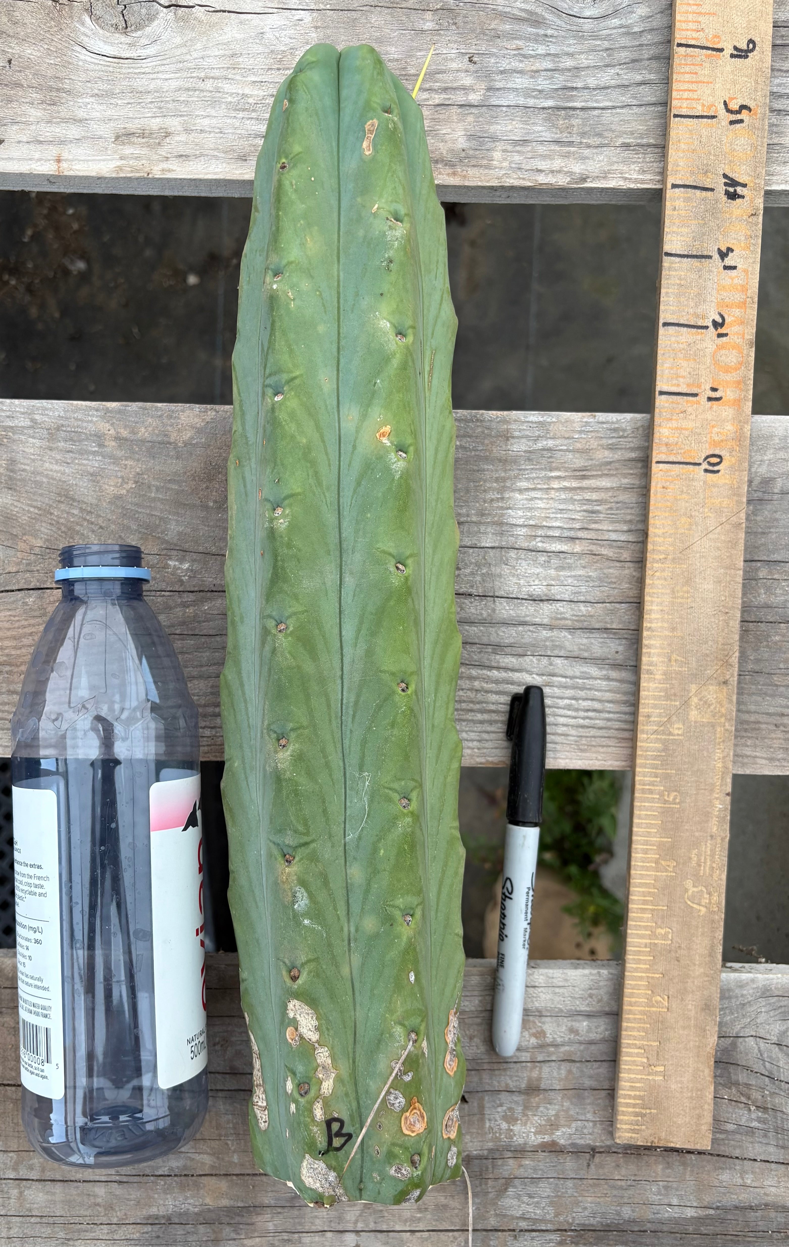 #EC153 EXACT Trichocereus Bridgesii Jiimz Twin Spine Cactus Cuttings