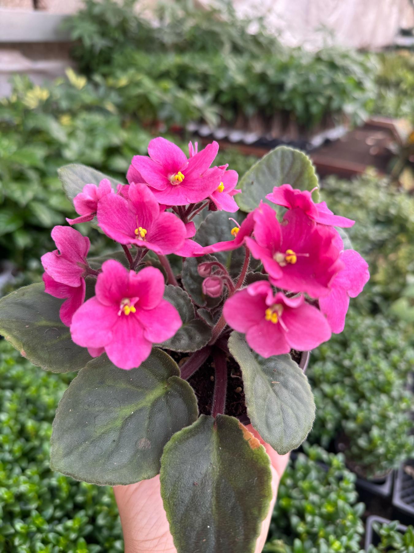 African Violet-The Succulent Source