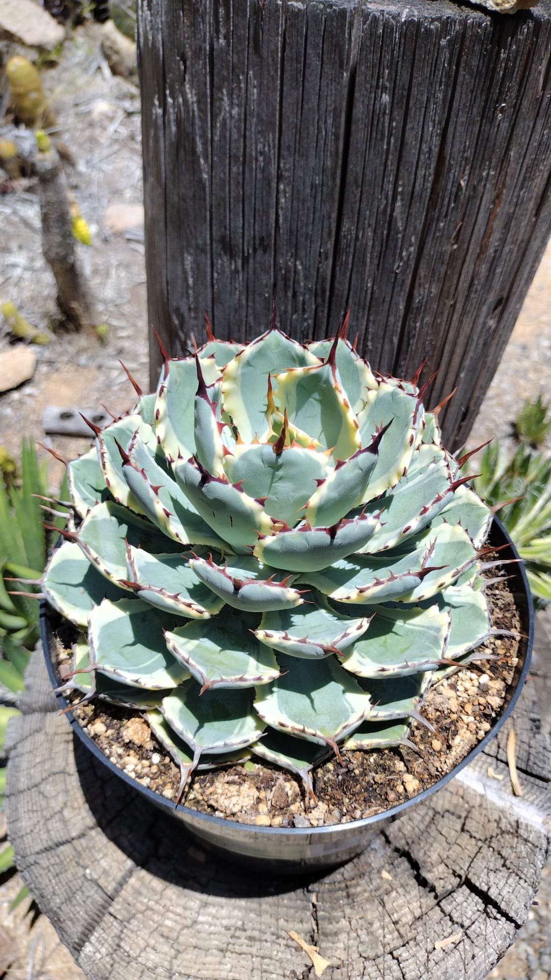 Agave Kissho Kan - Wedding Succulent Favors & Cactus for Sale