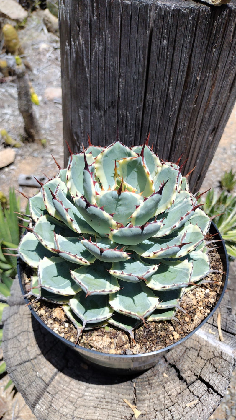 Agave Kissho Kan-Succulent - Large - Exact-The Succulent Source
