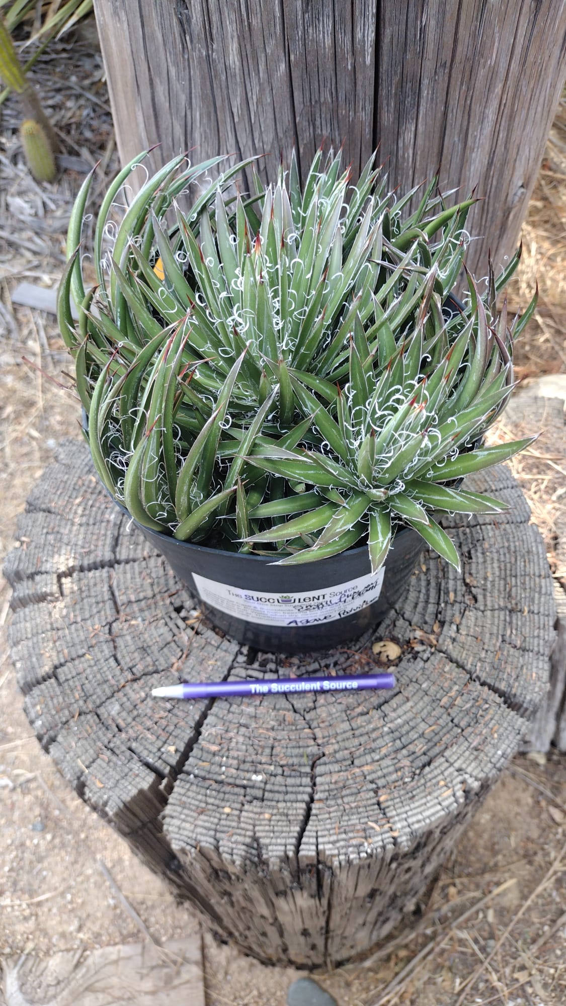 Agave Parviflora 8" "smallflower century plant"-Succulent - Large-The Succulent Source