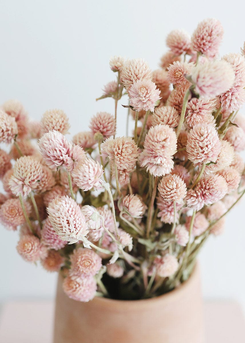 Air-Dried Globe Amaranth in Pink - 14-18"-Naturals-The Succulent Source