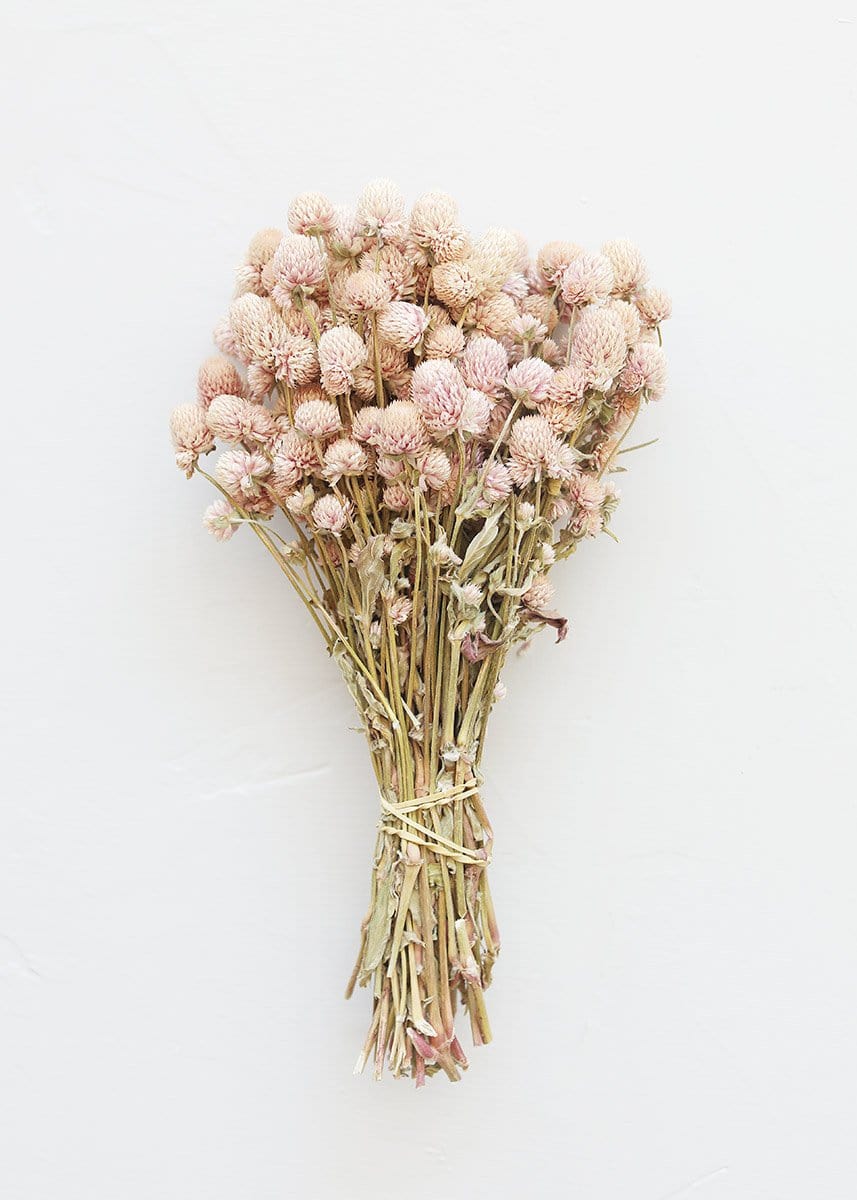 Air-Dried Globe Amaranth in Pink - 14-18"-Naturals-The Succulent Source