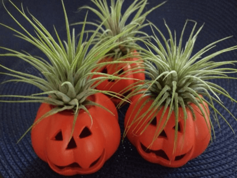 pumpkin air plant holder Air Plant Pumpkin