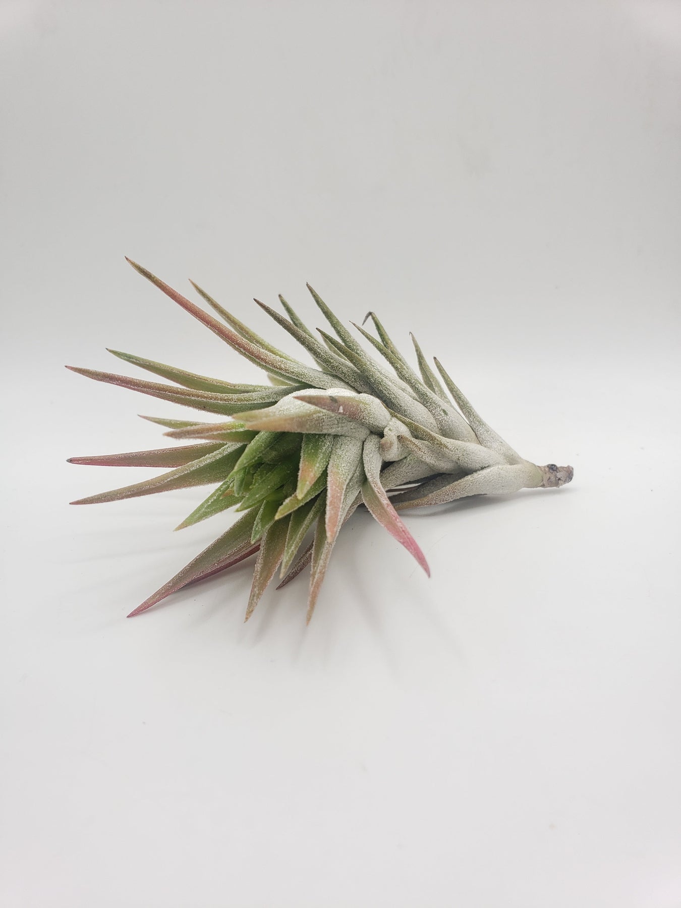 Air Plants-Air Plant-The Succulent Source