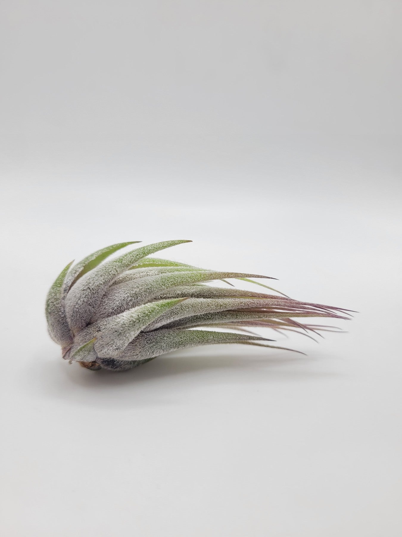 Air Plants-Air Plant-The Succulent Source