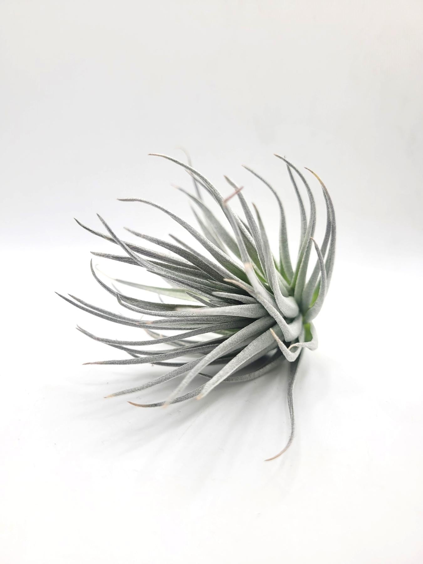 Air Plants