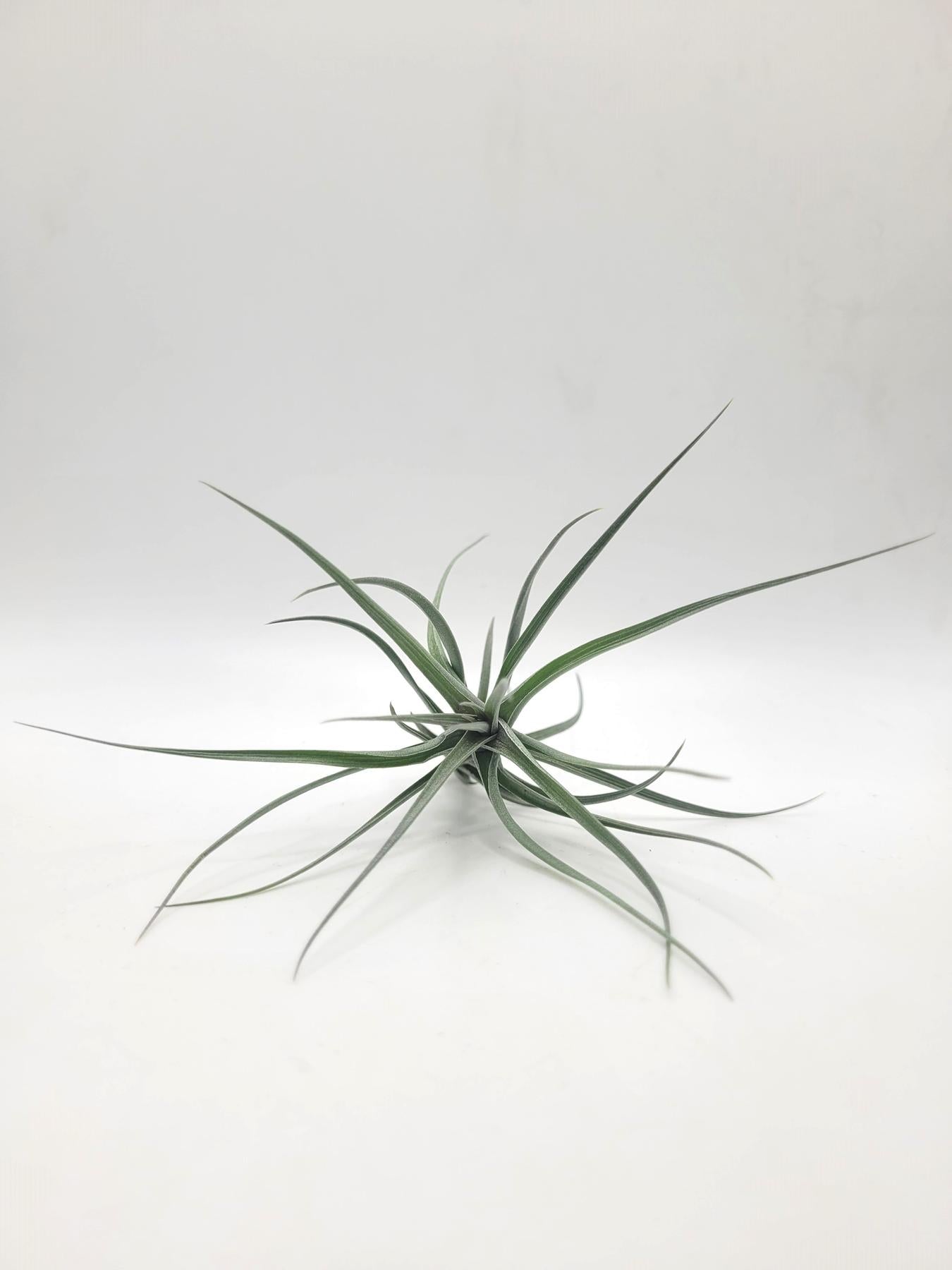 Air Plants