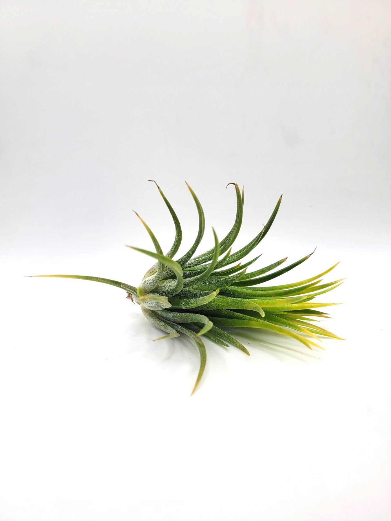 Air Plants-Air Plant-The Succulent Source