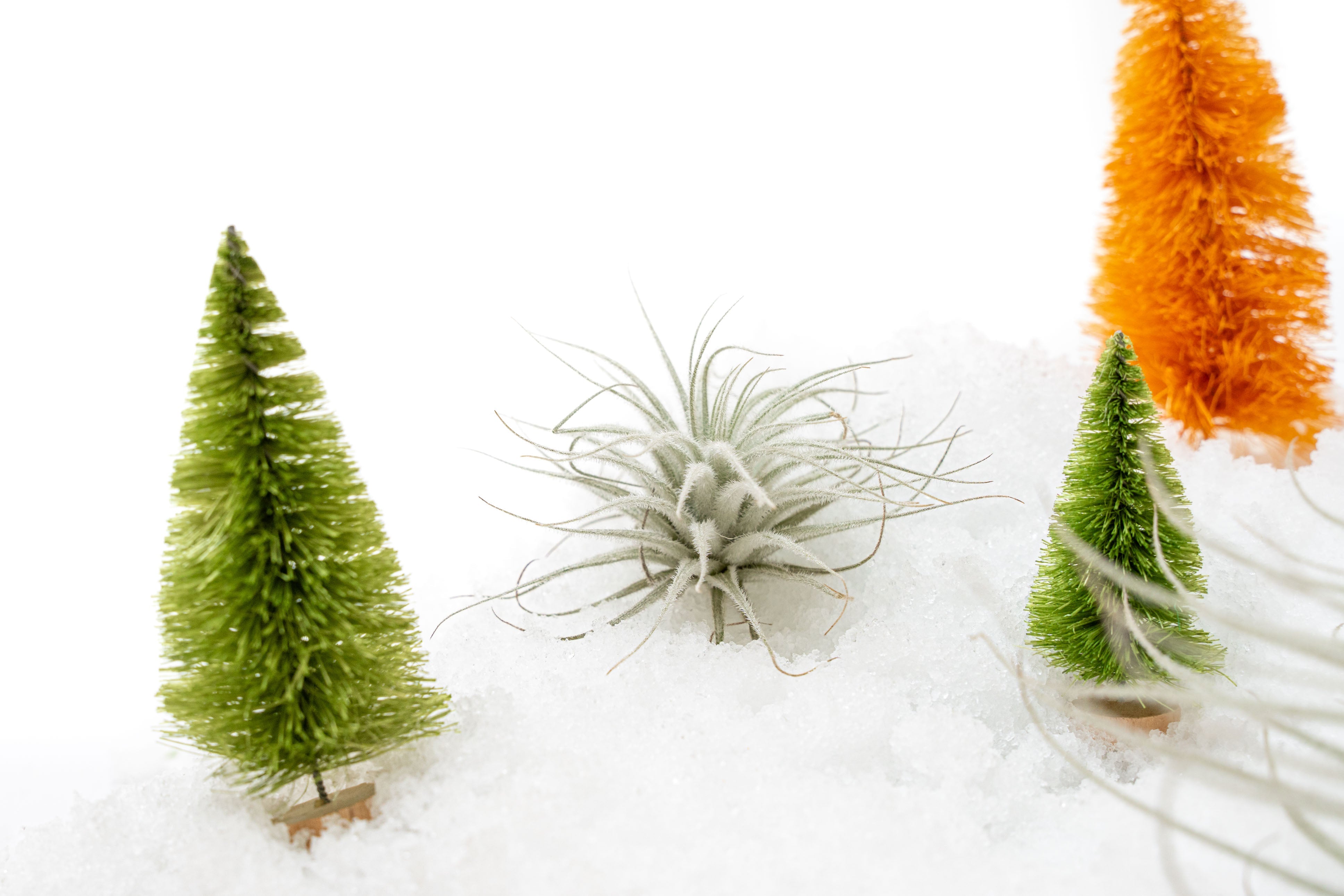 $4 Holiday Special - 3 Tillandsia Tectorum Ecuador for $12