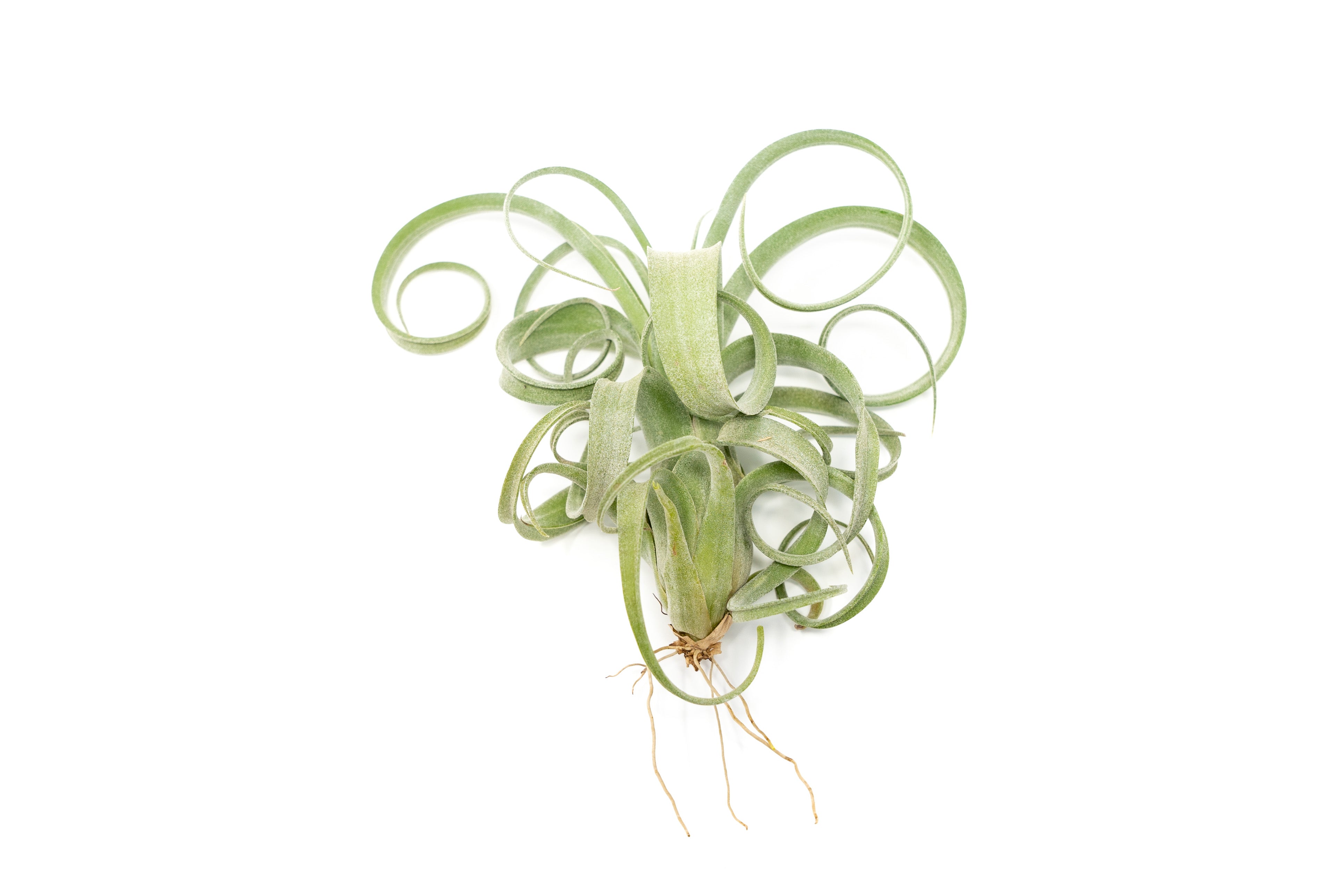 Tillandsia Curly Slim (T. Intermedia x T. Streptophylla) Air Plant-airplant-The Succulent Source