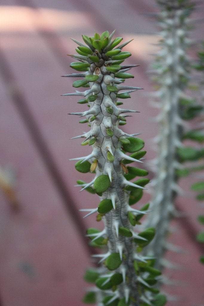 ocotillo succulent Alluaudia Procera aka False Ocotillo in 1 gallon container