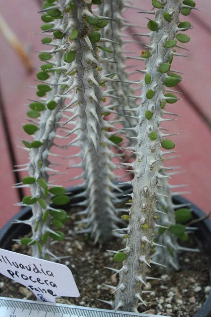 ocotillo succulent Alluaudia Procera aka False Ocotillo in 1 gallon container