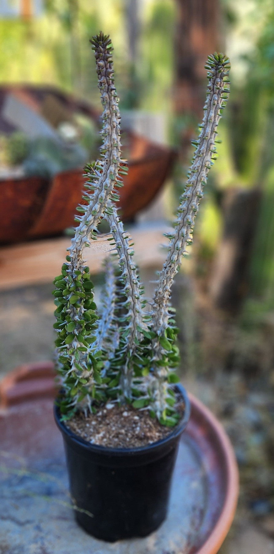 ocotillo house plant Alluaudia Procera aka False Ocotillo in 1 gallon container