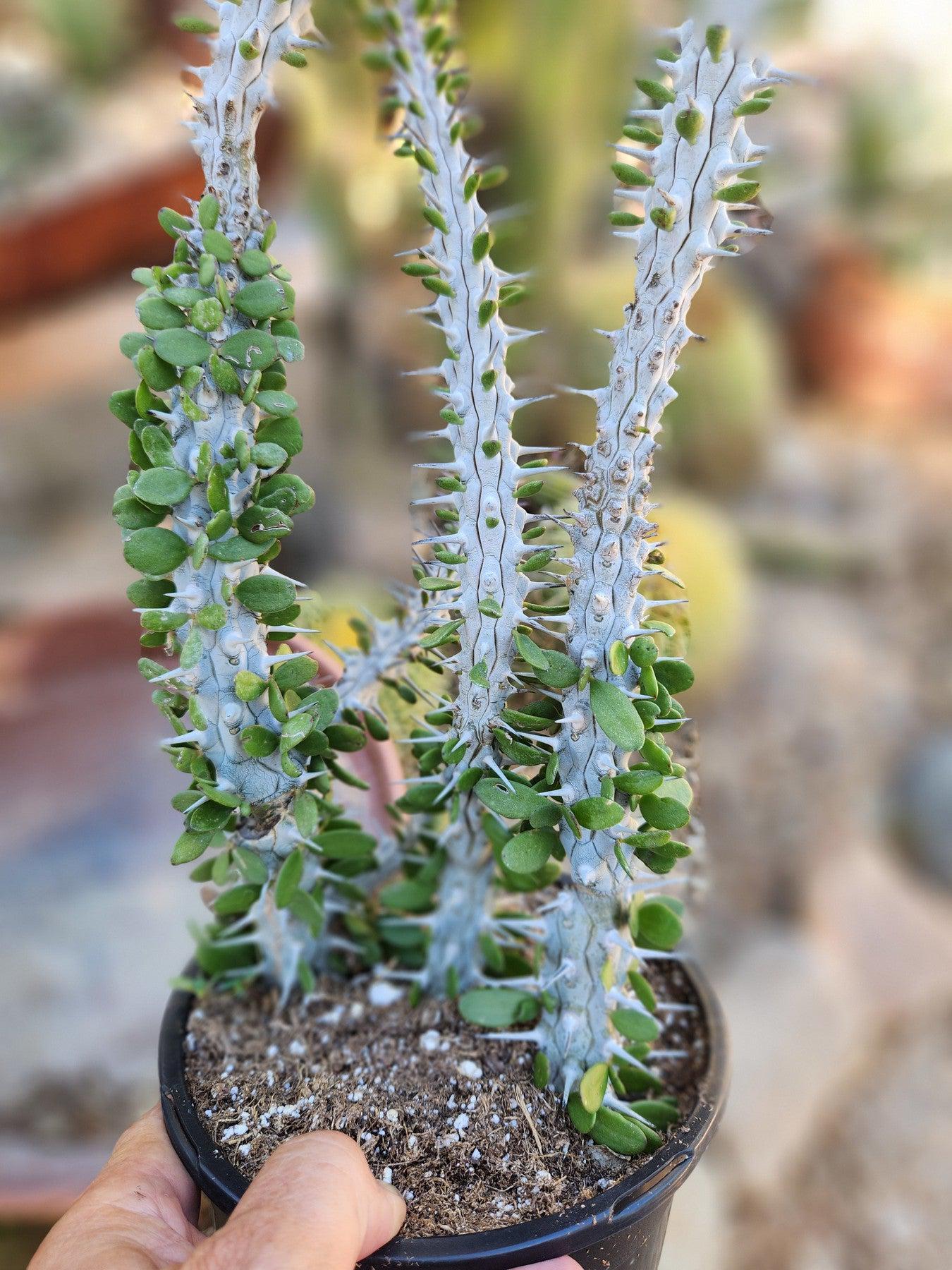 Alluaudia Procera aka False Ocotillo in 1 gallon container-Succulent - Large-The Succulent Source