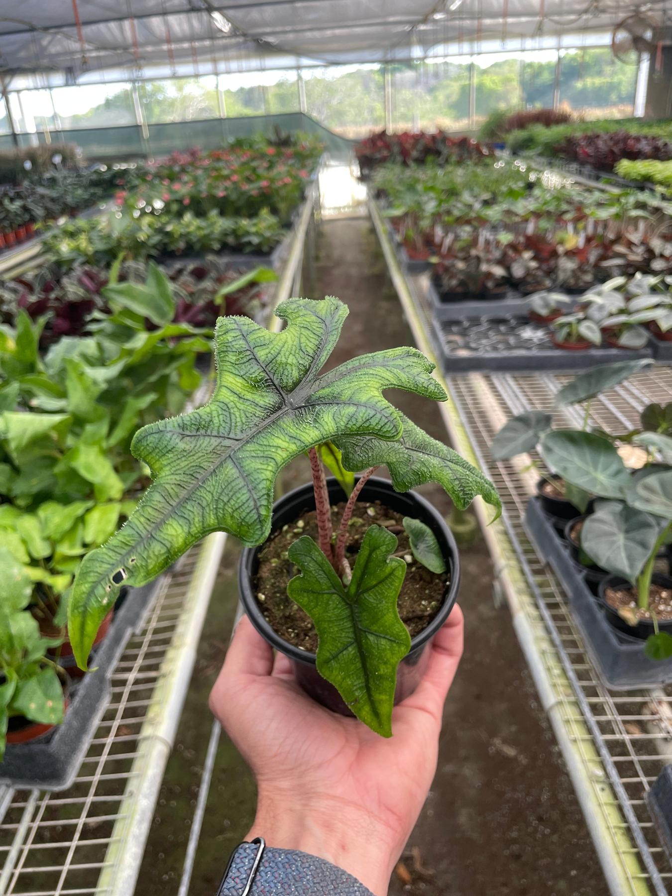 Alocasia 'Jacklyn'-Indoor Plants-The Succulent Source