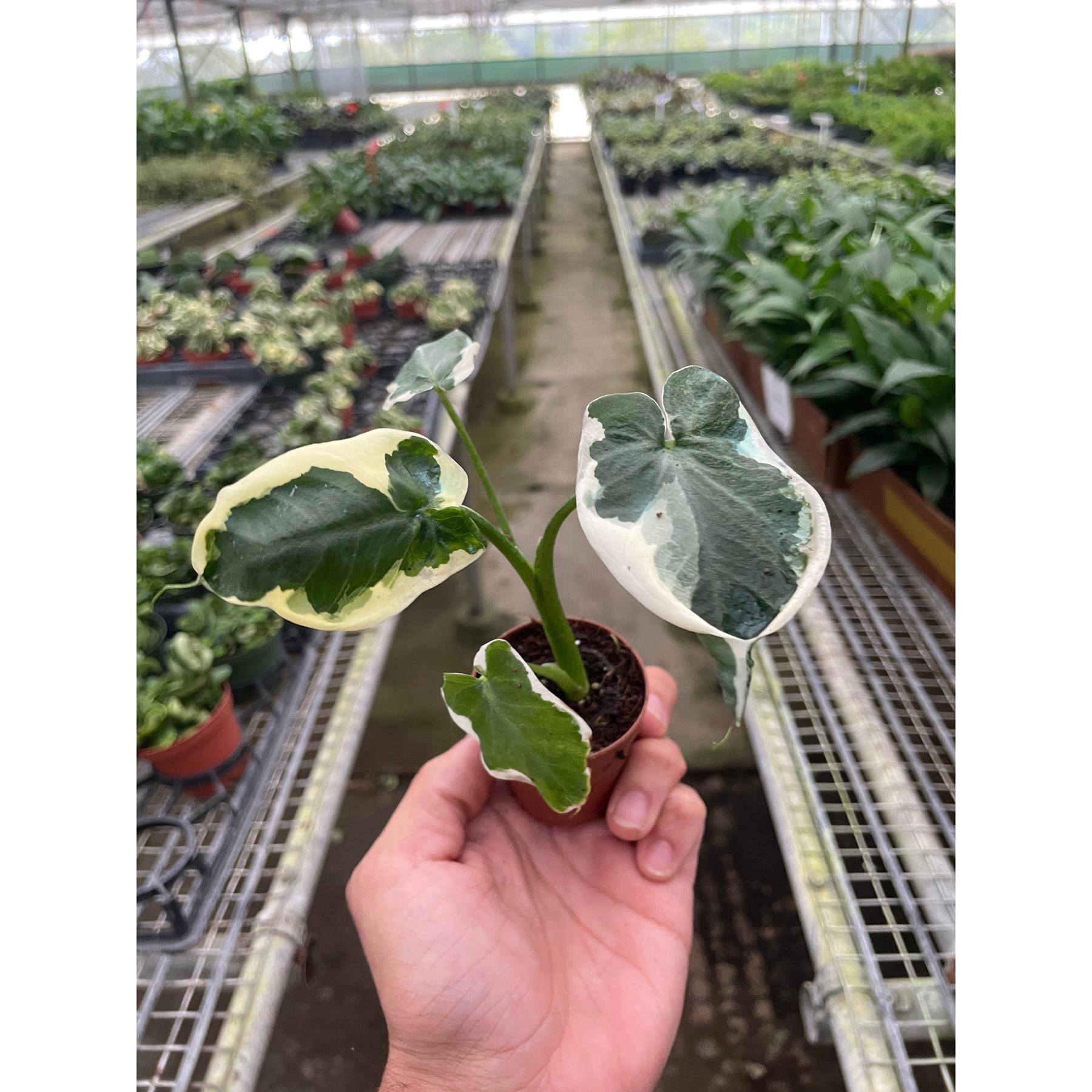 Alocasia 'Mickey Mouse' (Xanthosoma sagittifolium 'Variegatum Monstrosum')-Indoor Plants-The Succulent Source