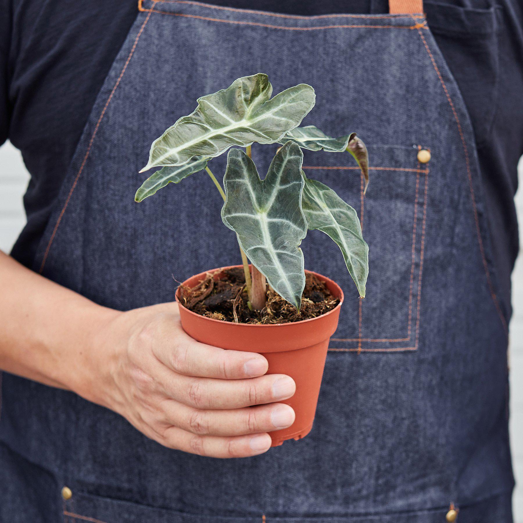 Alocasia Polly 'African Mask'-Indoor Plants-The Succulent Source