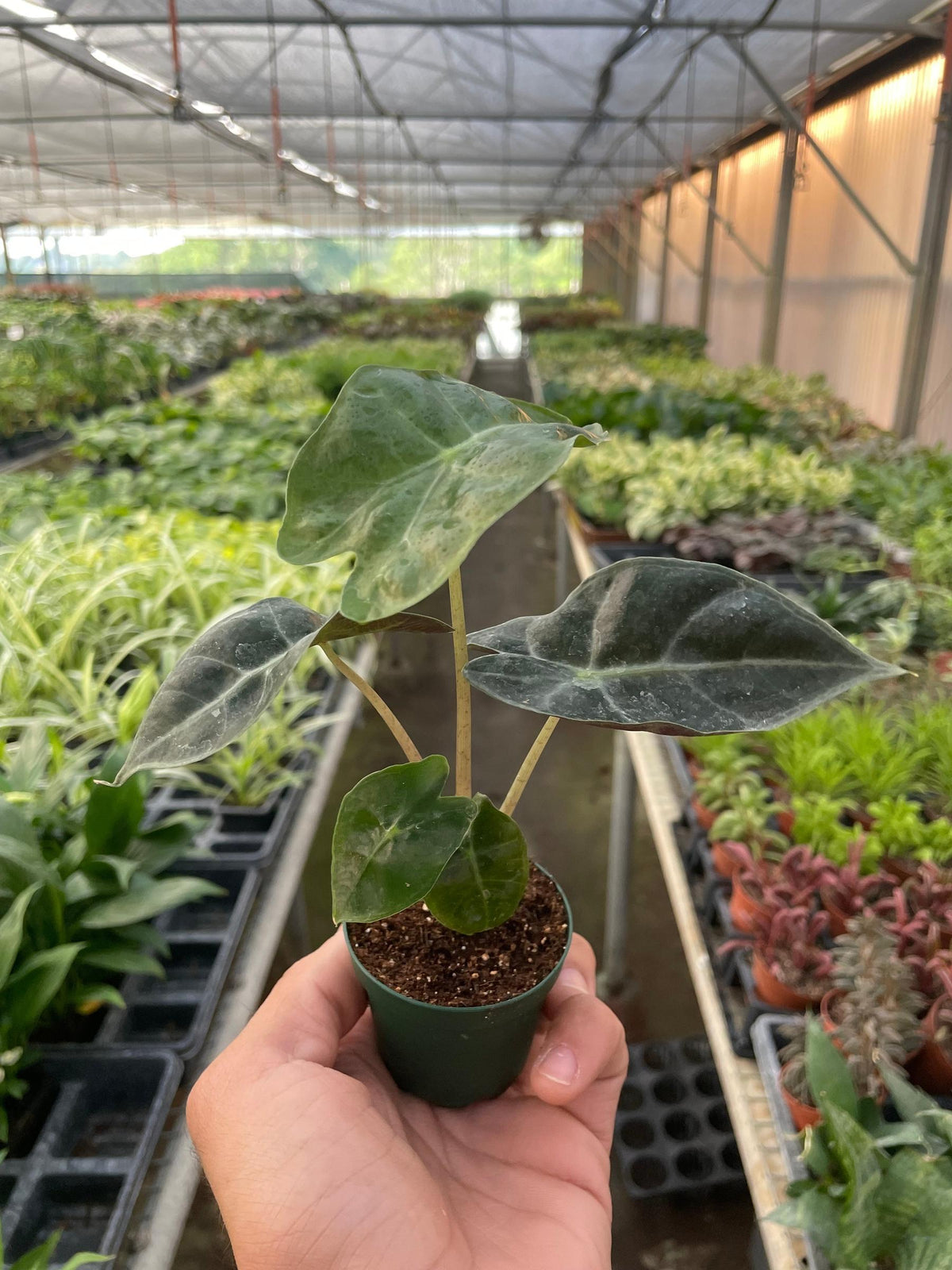 Alocasia Polly 'African Mask'-Indoor Plants-The Succulent Source