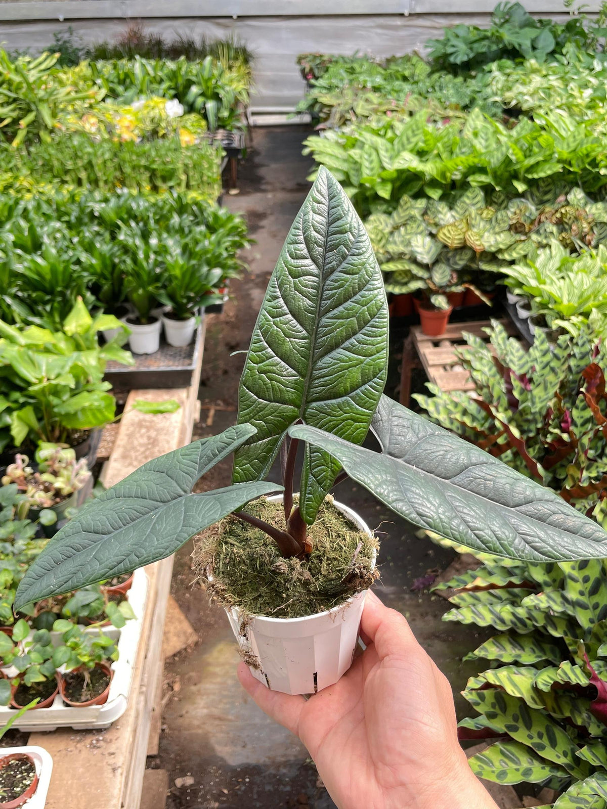 Alocasia 'Scalprum'-Indoor Plants-The Succulent Source