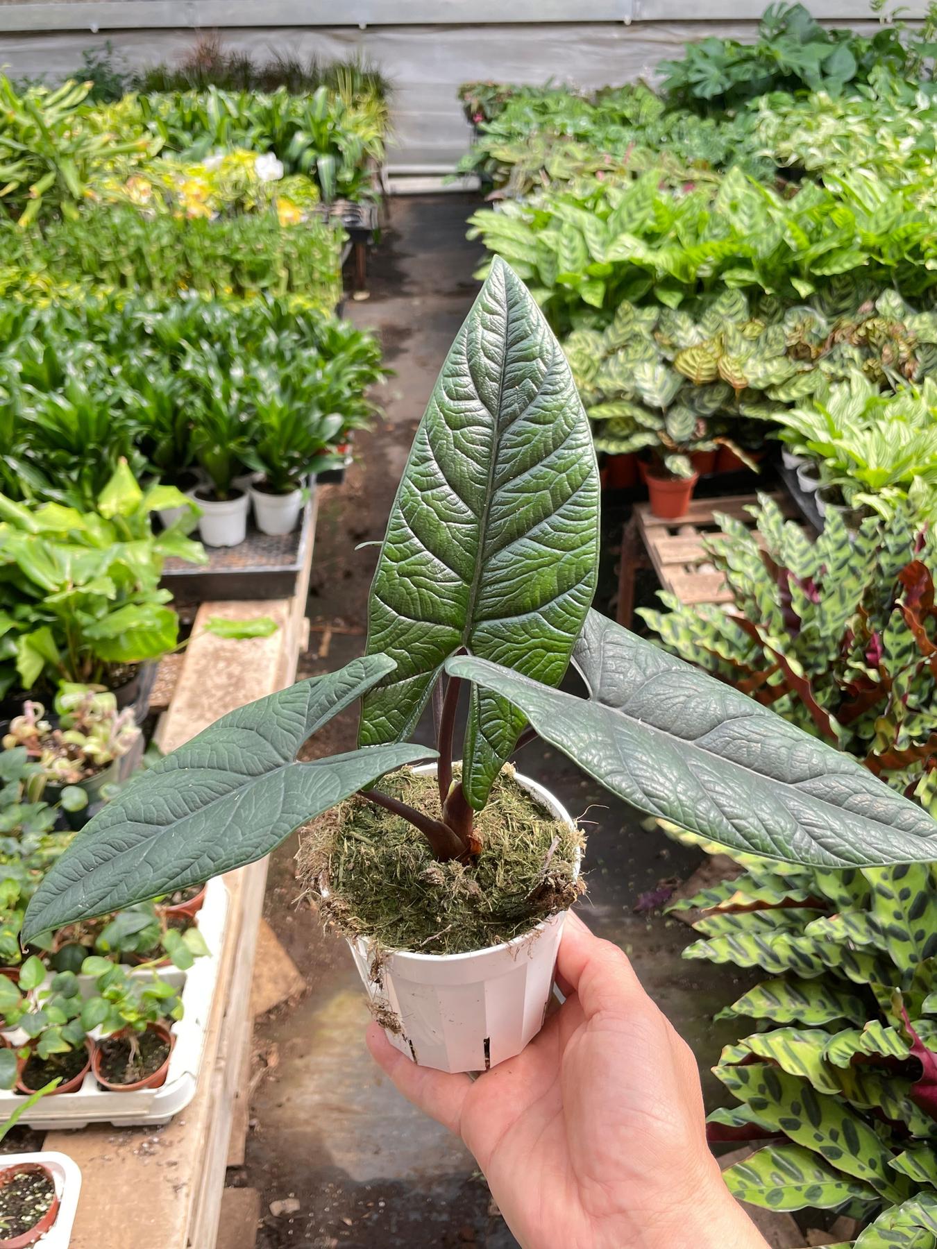 Alocasia 'Scalprum'-Indoor Plants-The Succulent Source