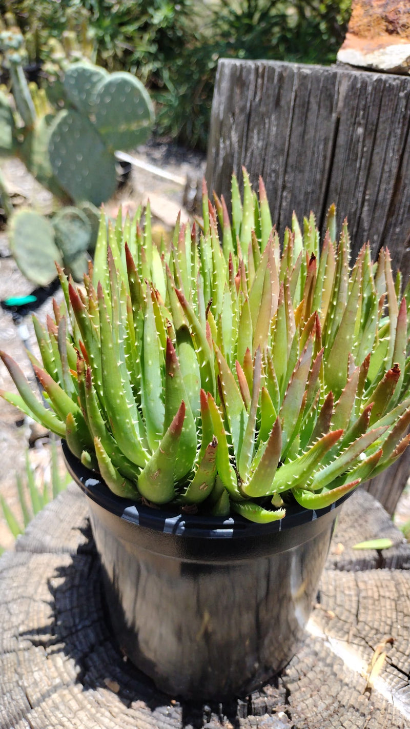 Aloe-Crosby's Prolific HYBRID-Succulent - Large-The Succulent Source