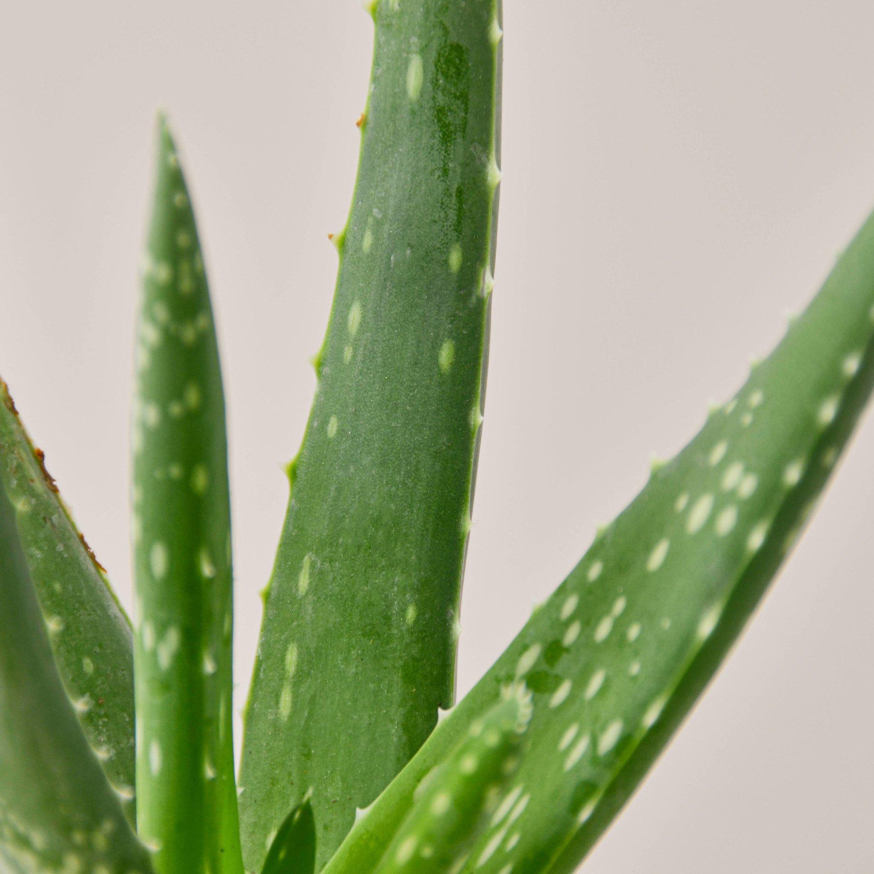 Aloe Vera-Aloe-The Succulent Source
