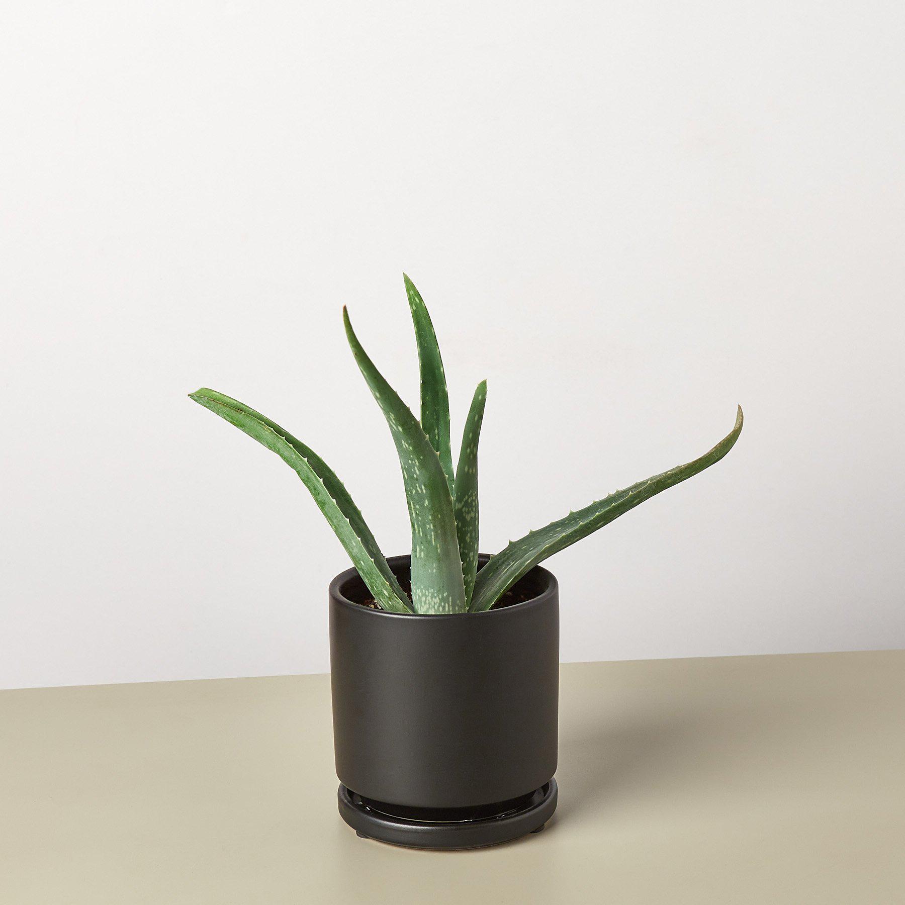 Aloe Vera-Aloe-The Succulent Source