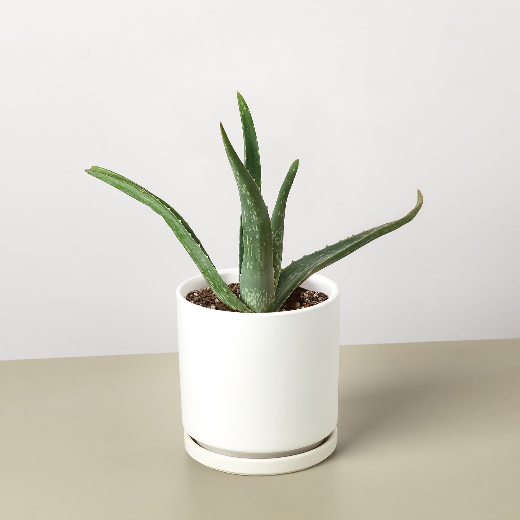 Aloe Vera-Aloe-The Succulent Source
