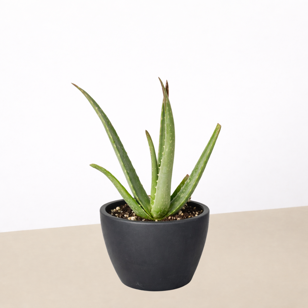 Aloe Vera-Aloe-The Succulent Source